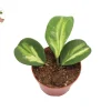 Hoya Obovata Variegated Live Plant – 4 inch Pot – Indoor - Image 1