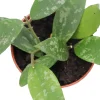 Hoya Phuwuaensis Live Plant - Rare Tropical Hoya, 4 inch Pot, Indoor Plant - Image 1