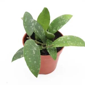 Hoya Phuwuaensis Live Plant - Rare Tropical Hoya, 4 inch Pot, Indoor Plant - Image 2