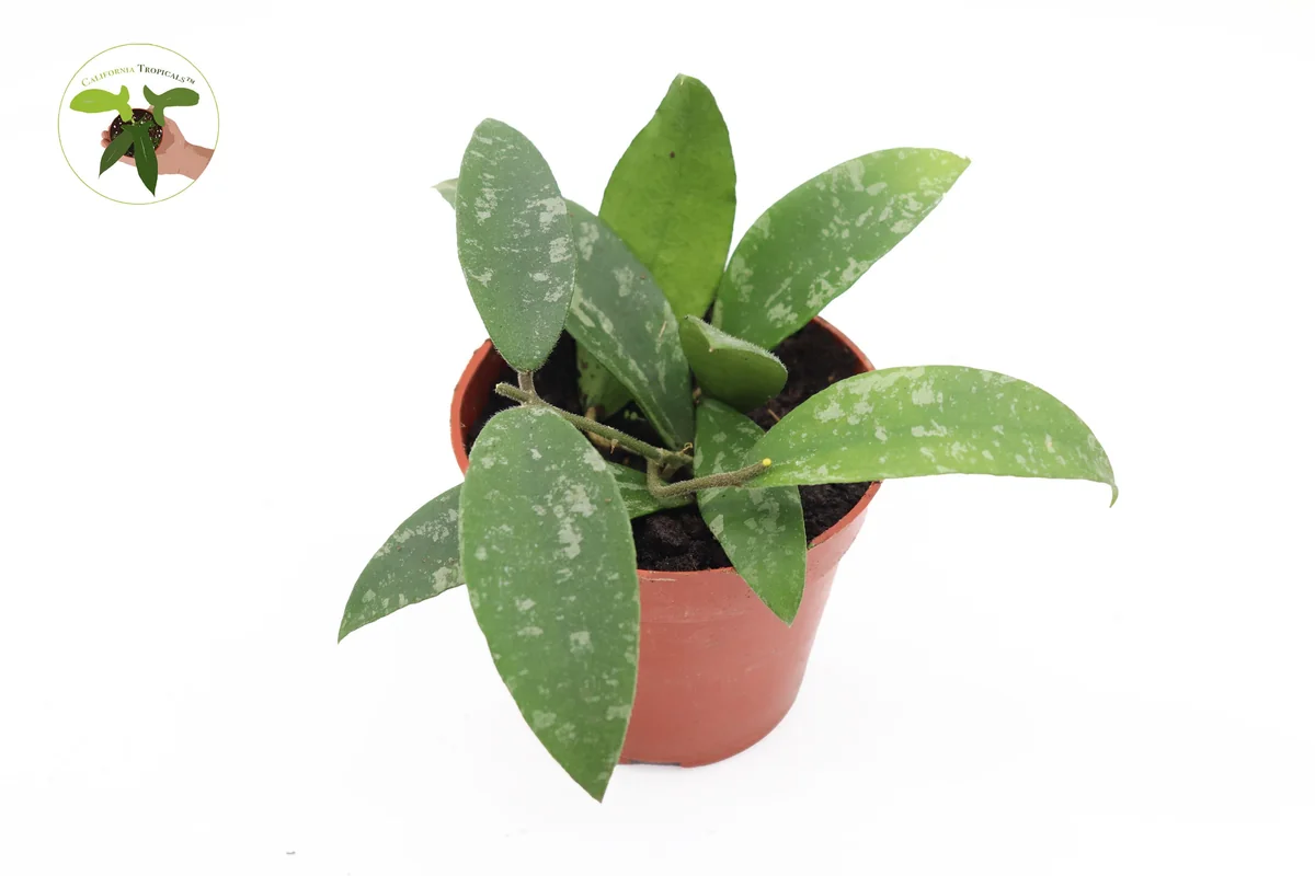 Hoya Phuwuaensis Live Plant - Rare Tropical Hoya, 4 inch Pot, Indoor Plant - Image 2
