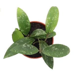 Hoya Phuwuaensis Live Plant - Rare Tropical Hoya, 4 inch Pot, Indoor Plant - Image 3