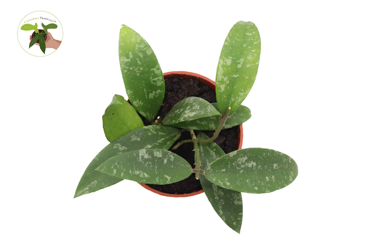 Hoya Phuwuaensis Live Plant - Rare Tropical Hoya, 4 inch Pot, Indoor Plant - Image 3
