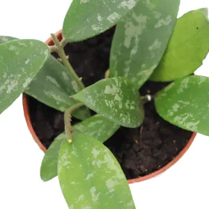 Hoya Phuwuaensis Live Plant - Rare Tropical Hoya, 4 inch Pot, Indoor Plant - Image 1