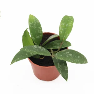 Hoya Phuwuaensis Live Plant - Rare Tropical Hoya, 4 inch Pot, Indoor Plant - Image 4