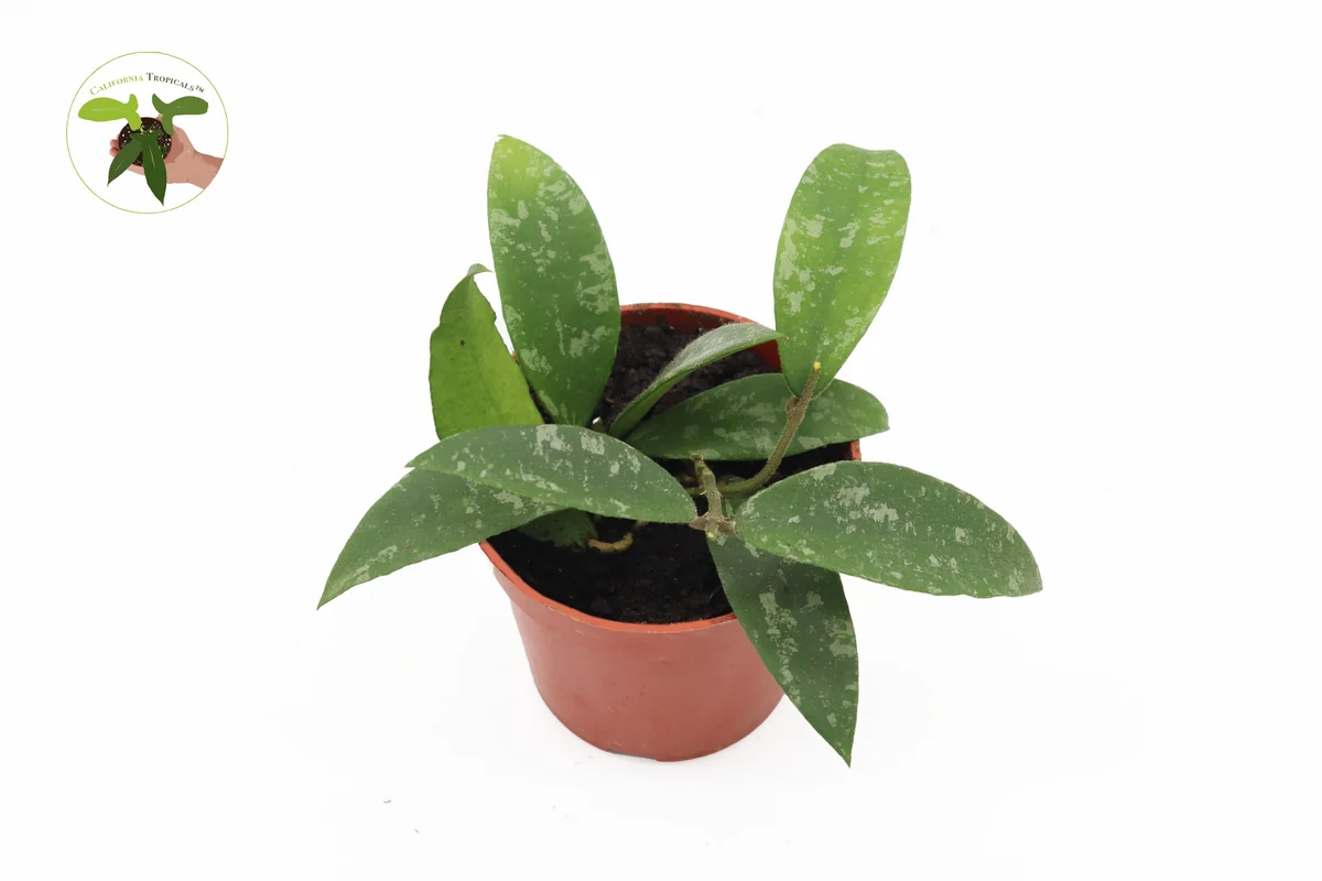 Hoya Phuwuaensis Live Plant - Rare Tropical Hoya, 4 inch Pot, Indoor Plant - Image 4