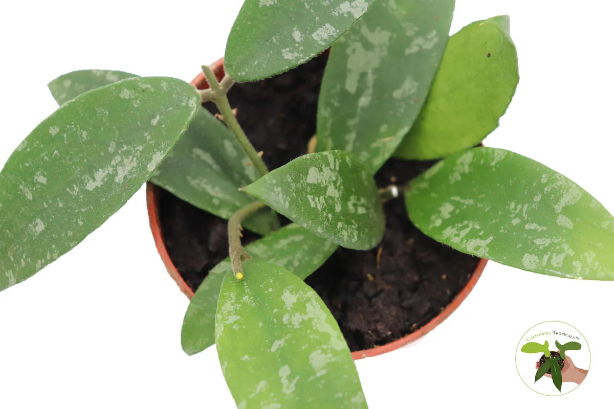 Hoya Phuwuaensis Live Plant - Rare Tropical Hoya, 4 inch Pot, Indoor Plant - Image 1