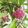 Hoya Plant Live Houseplant - Pink Flower, Silver Leaf, 5 Inch Tall Bareroot Indoor/Outdoor - Image 1