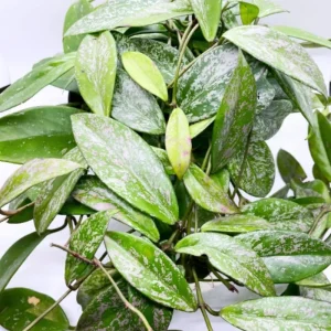 Hoya Plant Live Houseplant - Pink Flower, Silver Leaf, 5 Inch Tall Bareroot Indoor/Outdoor - Image 2