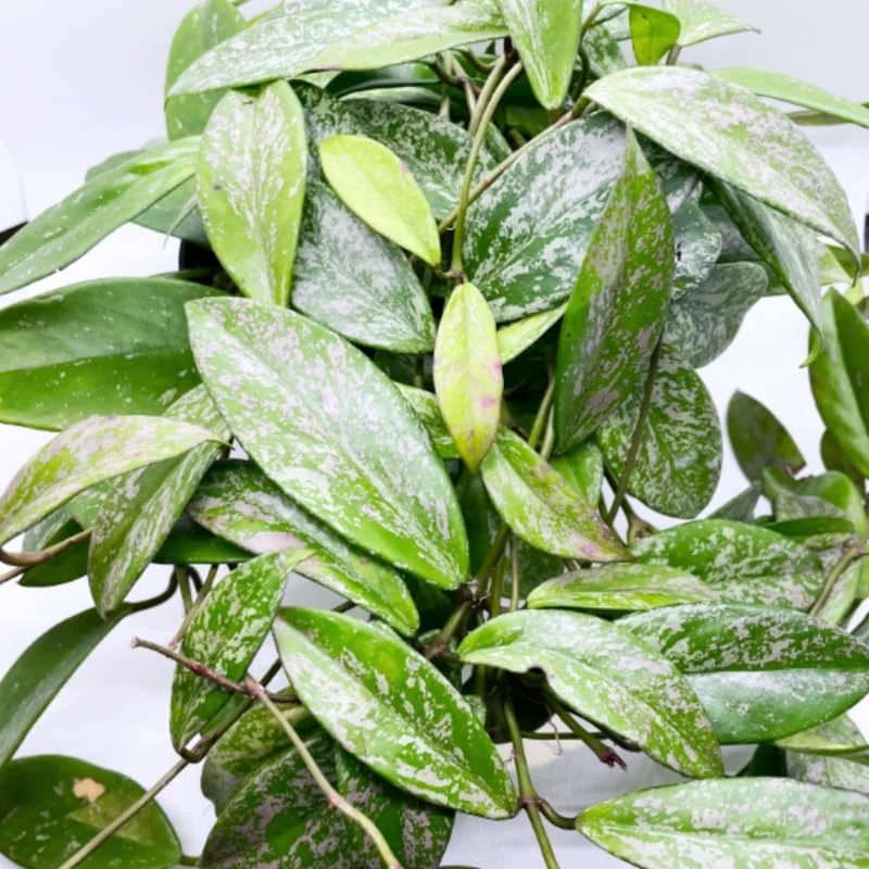 Hoya Plant Live Houseplant - Pink Flower, Silver Leaf, 5 Inch Tall Bareroot Indoor/Outdoor - Image 2