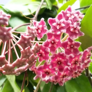 Hoya Plant Live Houseplant - Pink Flower, Silver Leaf, 5 Inch Tall Bareroot Indoor/Outdoor - Image 3