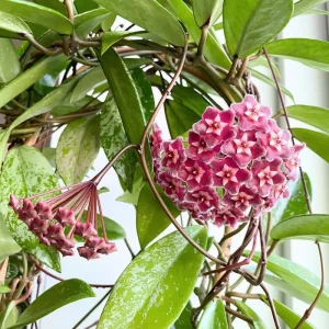 Hoya Plant Live Houseplant - Pink Flower, Silver Leaf, 5 Inch Tall Bareroot Indoor/Outdoor - Image 1