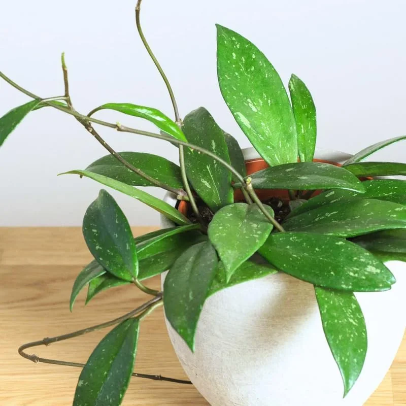 Hoya Plant Live Houseplant - Pink Flower, Silver Leaf, 5 Inch Tall Bareroot Indoor/Outdoor - Image 4