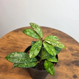 Hoya Pubicalyx Silver Splash Live Plant – 4 inch Pot – Trailing Houseplant – Fast Growing - Image 3