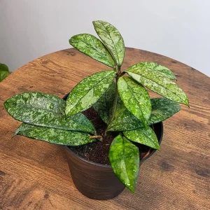 Hoya Pubicalyx Silver Splash Live Plant – 4 inch Pot – Trailing Houseplant – Fast Growing - Image 1