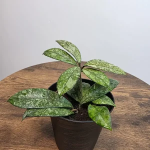 Hoya Pubicalyx Silver Splash Live Plant – 4 inch Pot – Trailing Houseplant – Fast Growing - Image 4