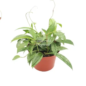 Hoya Pubicalyx Splash Wax Live Plant – 6 inch Potted Houseplant – Indoor - Image 1