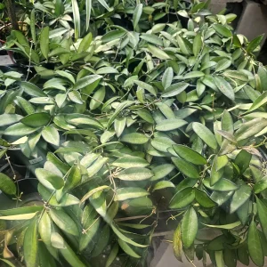 Hoya Rosita Live Plant - Hybrid Hoya - 4 inch Pot - Rooted Cutting - Image 3