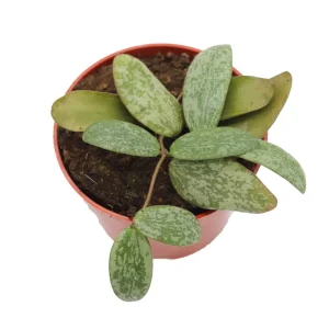 Hoya Sigillatis Live Plant 4'' Pot - Rare Round Form Tropical Indoor Vine - Image 2