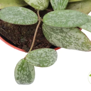 Hoya Sigillatis Live Plant 4'' Pot - Rare Round Form Tropical Indoor Vine - Image 3