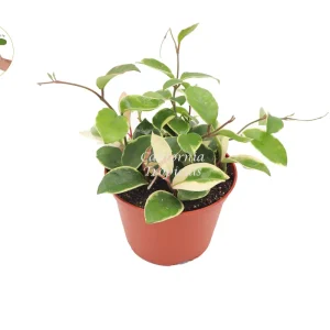 Hoya Tricolor Live Plant 6 inch Pot - Rare Variegated Indoor Houseplant - Image 1