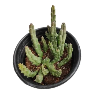 Huernia R. Br Succulent Plant – Live Succulent for Indoor & Outdoor - Image 2
