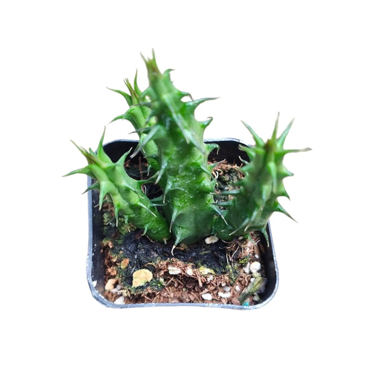 Huernia Schneideriana Live Succulent Plant - Unique Starfish Flower - Image 2