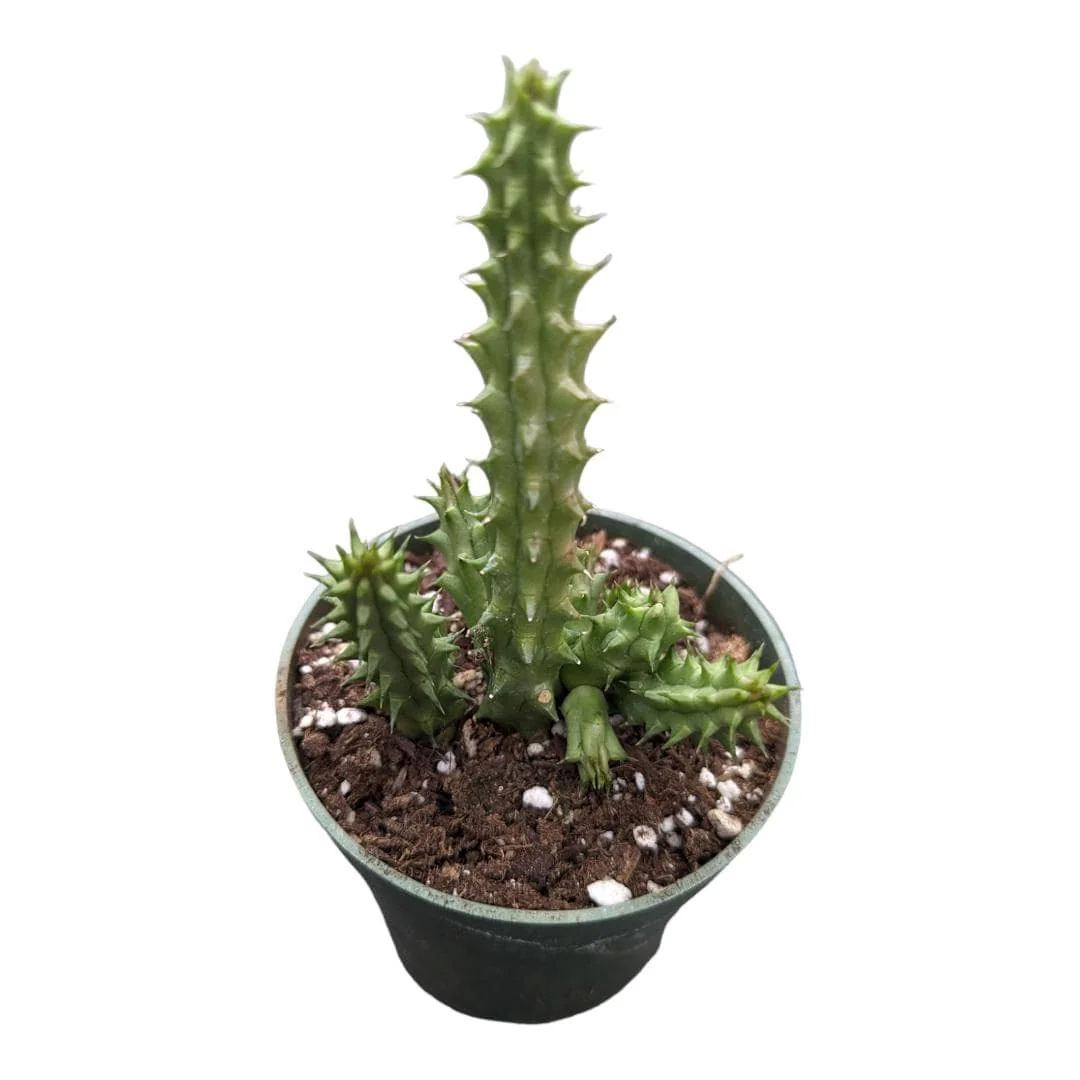 Huernia Schneideriana Live Succulent Plant - Unique Starfish Flower - Image 1