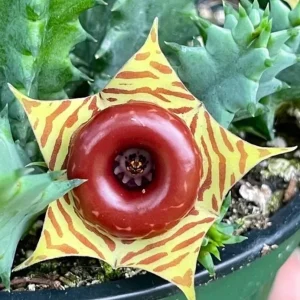 Huernia zebrina Lifesaver Cactus - 2
