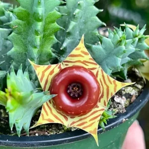 Huernia zebrina Lifesaver Cactus - 2