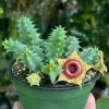 Huernia zebrina Lifesaver Cactus - 2" Potted Starfish Succulent Live Plant - Unique Flowering Indoor - Image 1