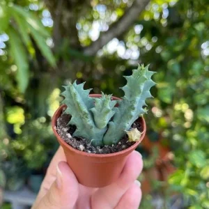 Huernia zebrina Lifesaver Cactus - 2