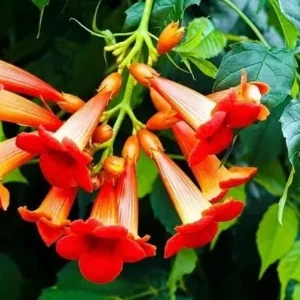 Hummingbird Vine Live Plant - Bare Root Trumpet Creeper - 6-12 inches Tall - Outdoor Climbing Plant - Image 1