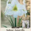 Hybrid Dutch Amaryllis Bulb - 26/28cm, Sparkling White & Green Center - Image 1