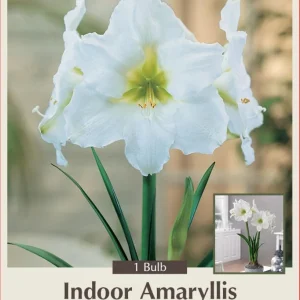 Hybrid Dutch Amaryllis Bulb - 26/28cm, Sparkling White & Green Center - Image 1