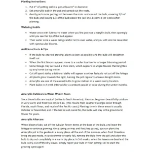 Hybrid Dutch Amaryllis Bulb - 26/28cm, Sparkling White & Green Center - Image 4