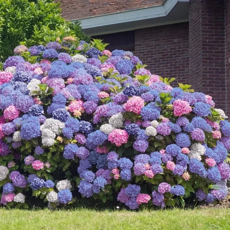 Hydrangea Seeds - Perennial Garden Shrub Flower Bush - 5 Count - Image 3
