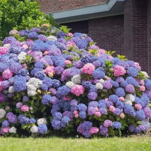 Hydrangea Seeds - Perennial Garden Shrub Flower Bush - 5 Count - Image 1
