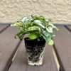 Hypoestes White Polka Dot Plant Live Starter Houseplant - Image 1