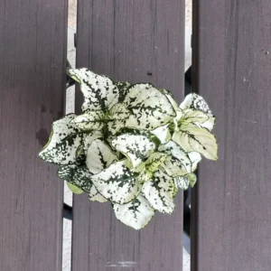 Hypoestes White Polka Dot Plant Live Starter Houseplant - Image 2