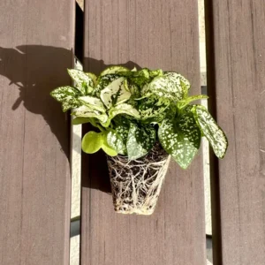 Hypoestes White Polka Dot Plant Live Starter Houseplant - Image 3