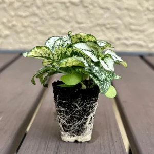 Hypoestes White Polka Dot Plant Live Starter Houseplant - Image 1