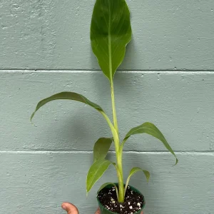 Ice Cream Banana Plant - Live Plant - Vanilla-Cream Flavor - 4 inch pot - Outdoor - Image 2
