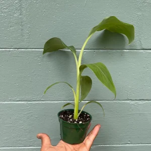 Ice Cream Banana Plant - Live Plant - Vanilla-Cream Flavor - 4 inch pot - Outdoor - Image 3