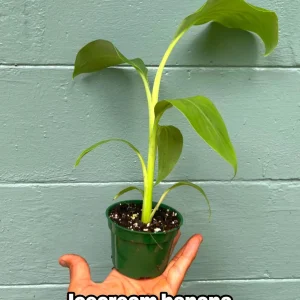 Ice Cream Banana Plant - Live Plant - Vanilla-Cream Flavor - 4 inch pot - Outdoor - Image 1