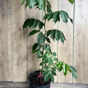 Ice Cream Bean Live Plant (Inga edulis) 3 Gallon Pot - Exotic Fruit Tree - Image 5