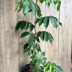 Ice Cream Bean Live Plant (Inga edulis) 3 Gallon Pot - Exotic Fruit Tree - Image 8