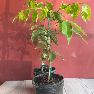 Ice Cream Bean Live Plant, Inga edulis Tropical Fruit Tree, 6 inch Pot - Image 3