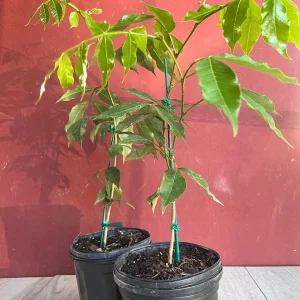 Ice Cream Bean Live Plant, Inga edulis Tropical Fruit Tree, 6 inch Pot - Image 6