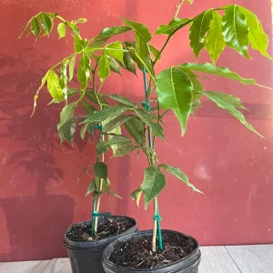 Ice Cream Bean Live Plant, Inga edulis Tropical Fruit Tree, 6 inch Pot - Image 8