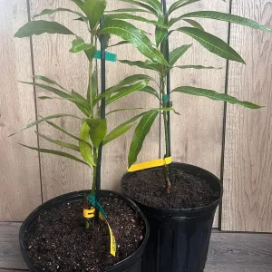 Ice Cream Mango Tree Live Plant - Grafted, 3 Gallon Pot, Sweet Fruit - Image 2